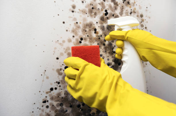Best Kitchen Mold Remediation in Little Chute, WI