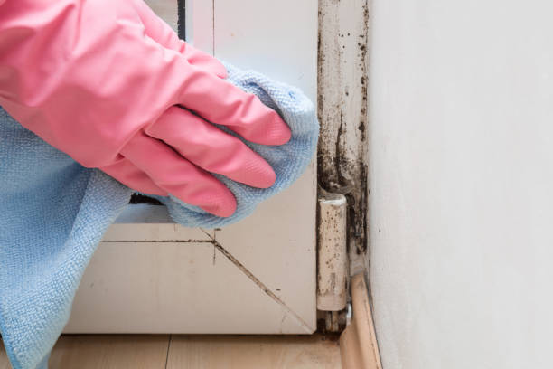 Best Basement Mold Remediation in Little Chute, WI
