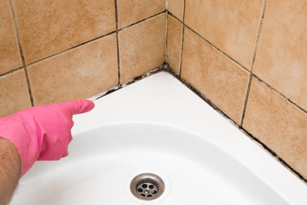 Best DIY Mold Remediation Support Services in Little Chute, WI